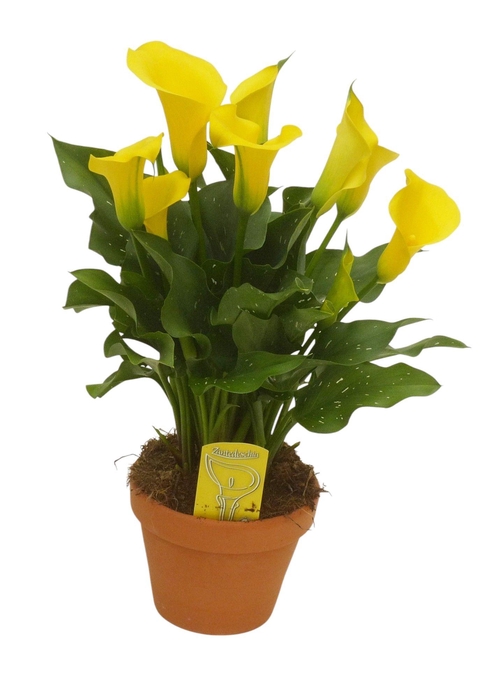 <h4>Zantedeschia Geel in stenen pot</h4>
