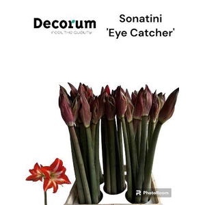 Sonatini Eye Catcher BOX !!!