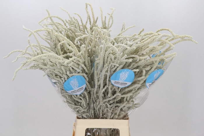 <h4>Amaranthus Yearming Desert</h4>