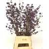 CALLICARPA BOD PROFU