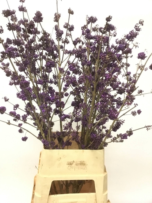 CALLICARPA BOD PROFU
