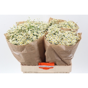 Tana Pa Single Vegmo