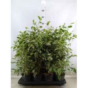 Ficus benja. 'Twilight'