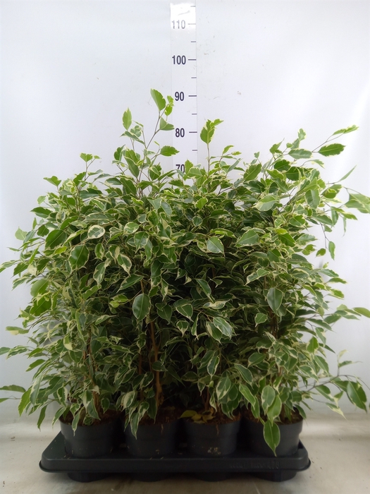 <h4>Ficus benja. 'Twilight'</h4>
