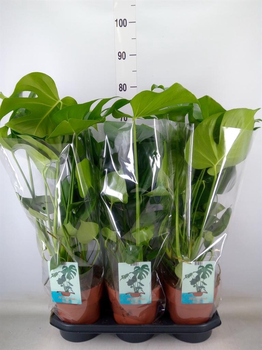 <h4>Monstera delic.</h4>