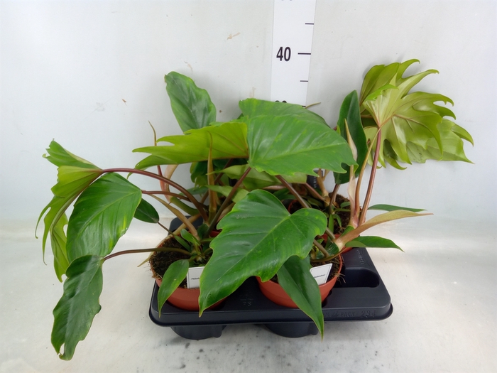 <h4>Philodendron   ...</h4>