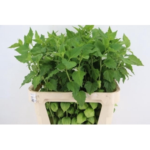 PHYSALIS LAMPION GREEN PER STEM