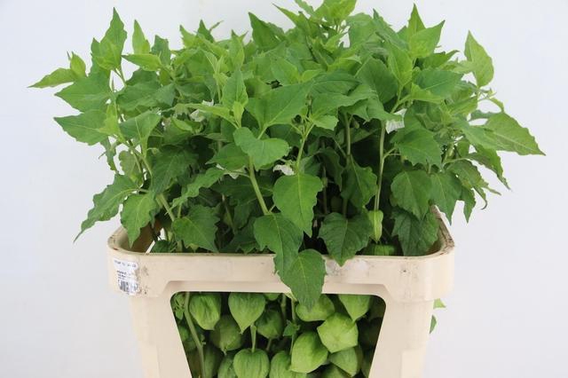 <h4>PHYSALIS LAMPION GREEN PER STEM</h4>