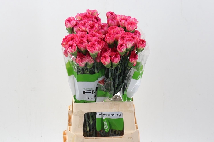 <h4>Di St Spritz Arancio 60cm</h4>
