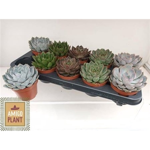 Echeveria gemengd