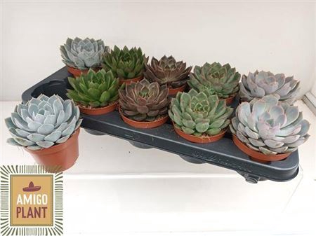 <h4>Echeveria gemengd</h4>