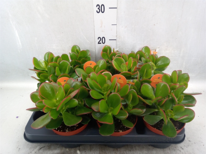 Crassula ovata 'Sunset'