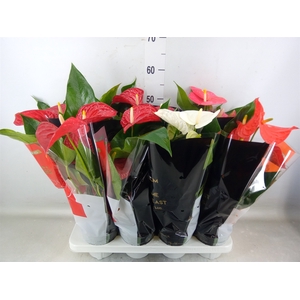 Anthurium   ...mix