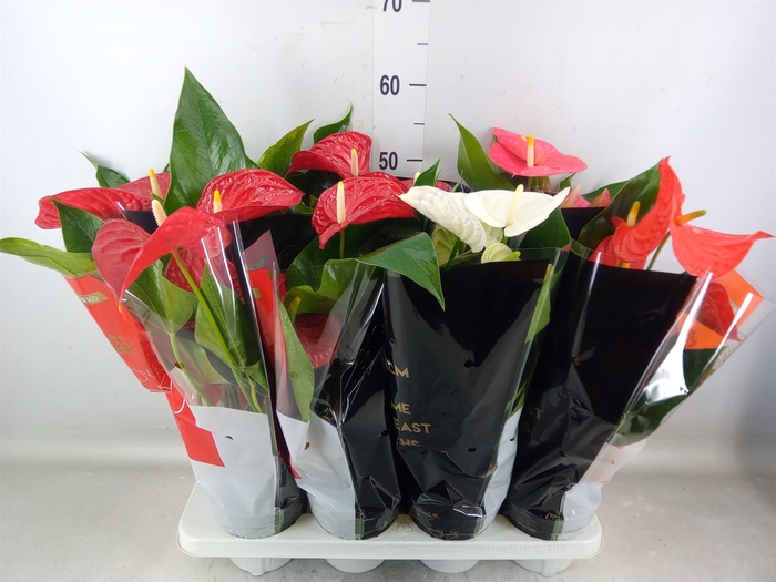 <h4>Anthurium   ...mix</h4>