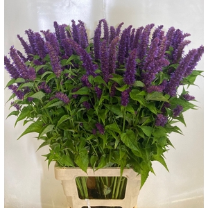 AGASTACHE OV