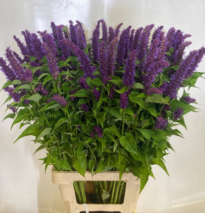 <h4>AGASTACHE OV</h4>