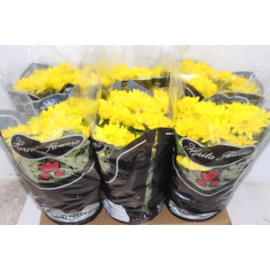 CRISANTEMO P15 AMARELO