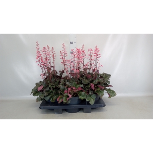 Heuchera  'Paris'