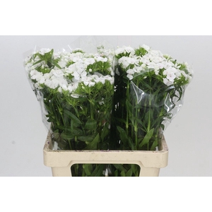 Dianthus Br White Duke