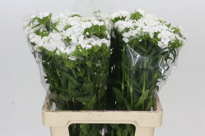 <h4>Dianthus Br White Duke</h4>