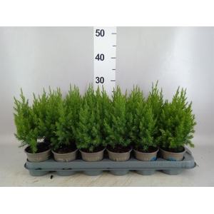 Juniperus chinensis 'Stricta'