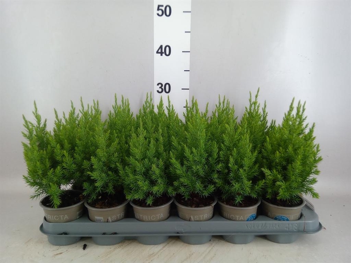 <h4>Juniperus chinensis 'Stricta'</h4>