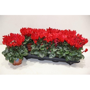 Cycl Kl Sup Compact Red