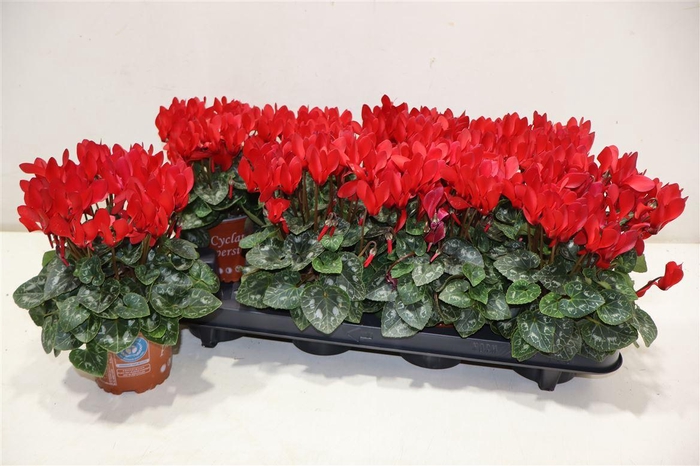 <h4>Cycl Kl Sup Compact Red</h4>