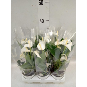 Anthurium andr. 'White Champion'