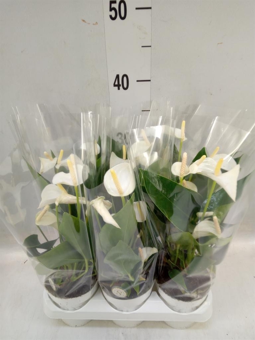 <h4>Anthurium andr. 'White Champion'</h4>