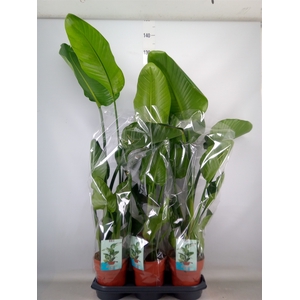 Strelitzia nicolai