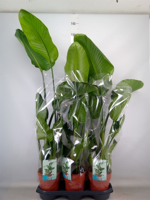 <h4>Strelitzia nicolai</h4>