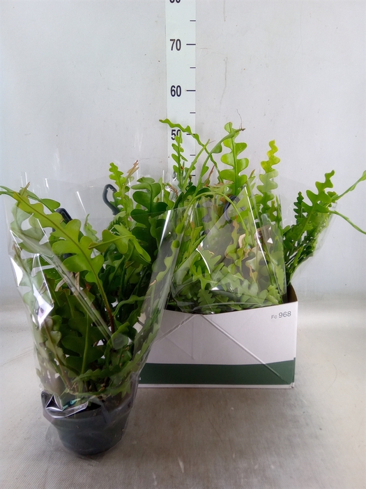 <h4>Epiphyllum anguliger</h4>