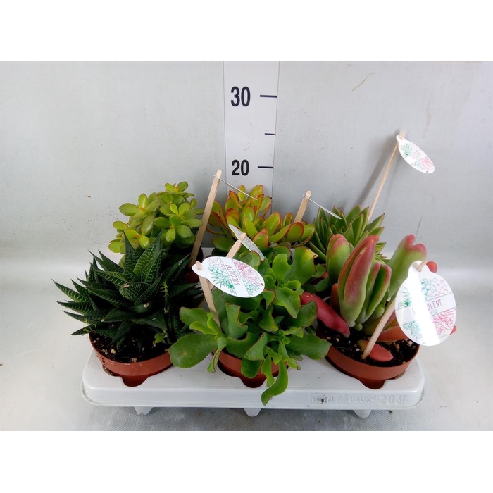 <h4>Sedum   ...mix</h4>