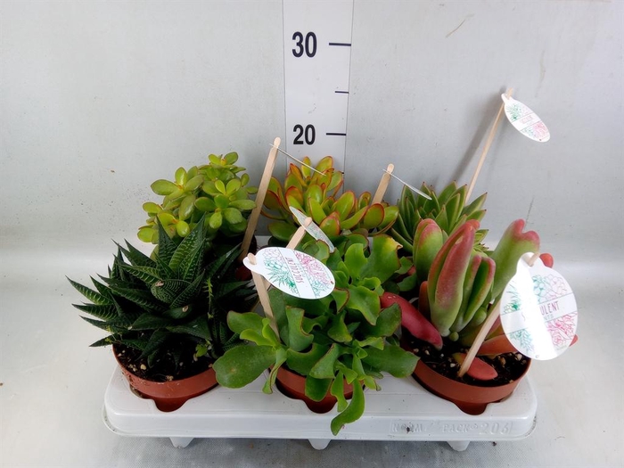 <h4>Sedum   ...mix</h4>