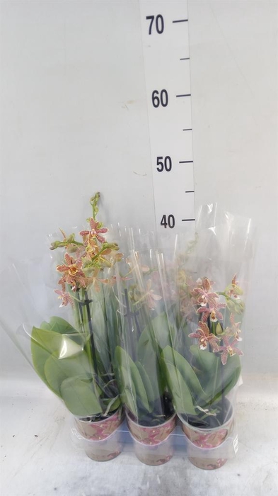 <h4>Phalaenopsis multi.   ...orange</h4>