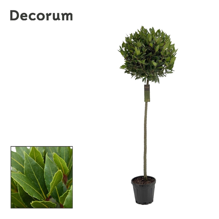 <h4>Laurus nobilis Bol op stam</h4>