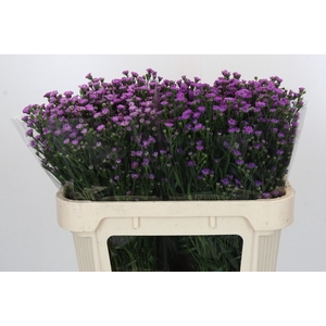 Aster Baby Pink