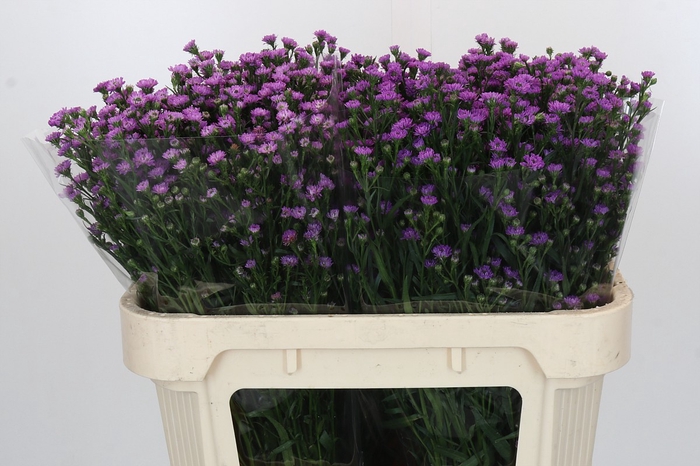 <h4>Aster Baby Pink</h4>