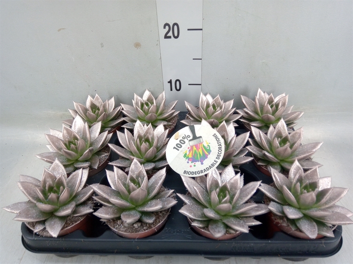 <h4>Echeveria  'Miranda'</h4>