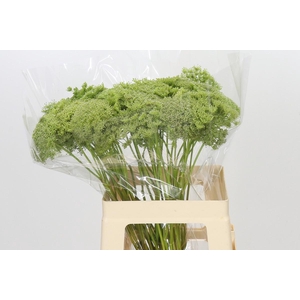 Ammi Visnaga Green Mist