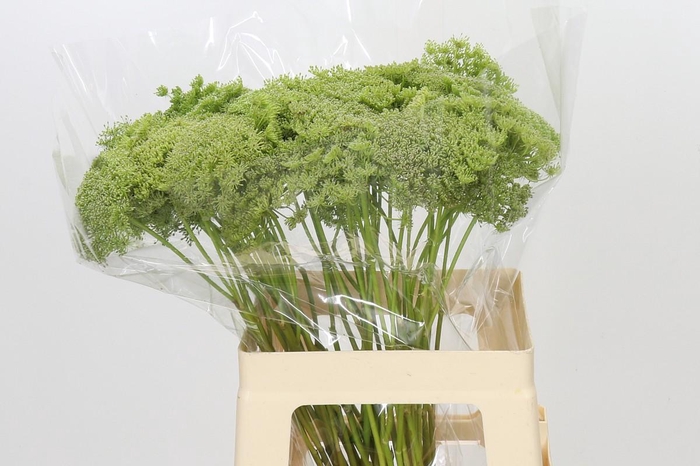 <h4>Ammi Visnaga Green Mist</h4>