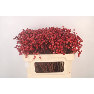 Rosa Red Hooijdonk