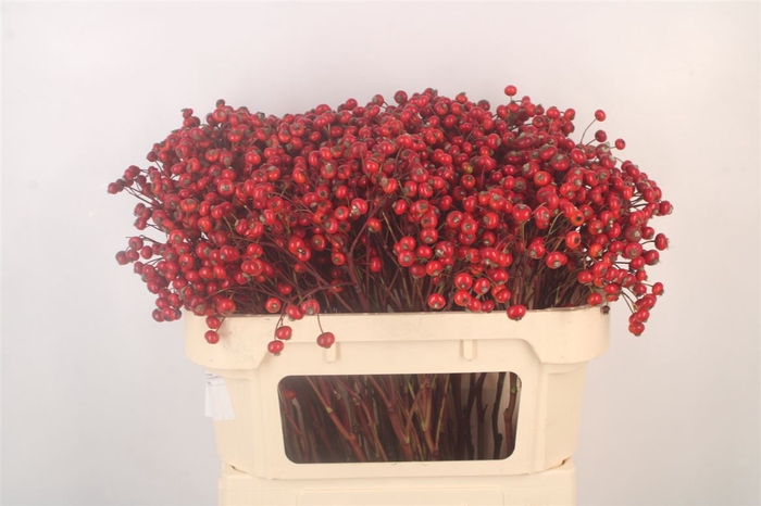 <h4>Rosa Red Hooijdonk</h4>