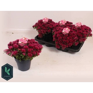 SEDUM SPU SPOT D ROS
