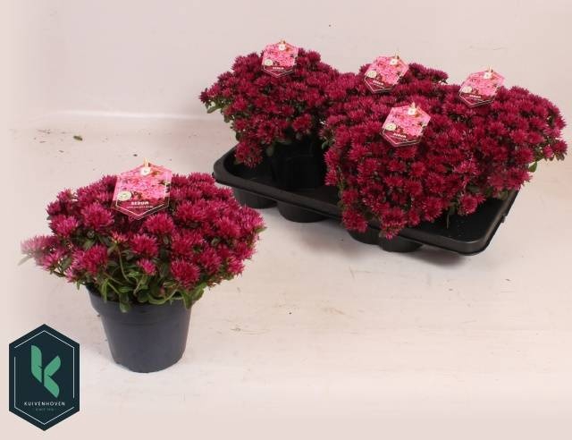 <h4>SEDUM SPU SPOT D ROS</h4>