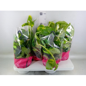 Epipremnum pinn.   HG