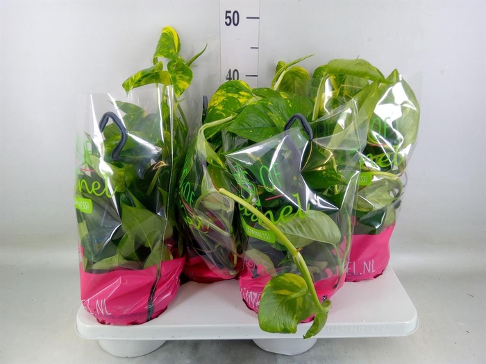 <h4>Epipremnum pinn.   HG</h4>