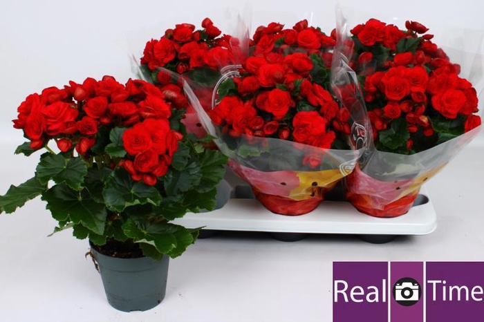 <h4>BEG DU BALADIN</h4>