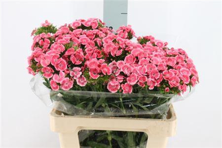 <h4>Di Barb Earl Dark X50</h4>